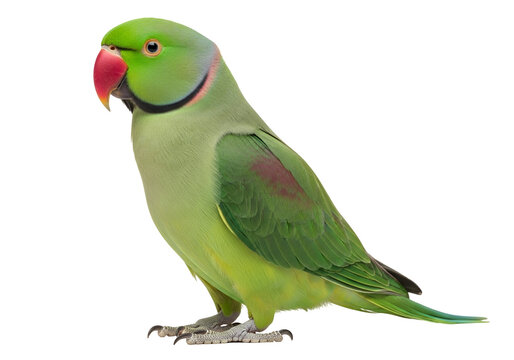 Vibrant Green Rose-Ringed Parakeet, also known as Ringneck Parrot, with striking red beak and colorful neck ring, standing in a detailed profile, isolated on transparent background.