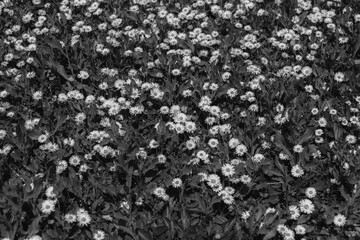 Beautiful common daisy (Bellis perennis) flowers growing in nature greenery background field in...