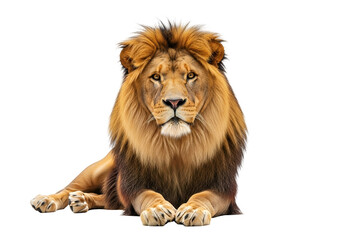 Majestic Adult Male Lion with Golden Brown Mane Lying Down, Facing Camera Frontally, a Symbol of Power and Wildlife, isolated on transparent background.