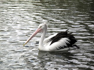 Australian pelican swimming with ducks in Adelaide, South Australia. Peaceful native wildlife scene.