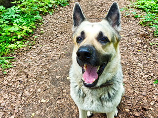 Happy German Shepherd enjoys a sunny walk on a forest trail surrounded by lush greenery