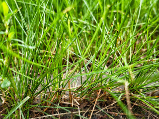 Freshly grown grass covers the ground in a lush green landscape with sunlight filtering through