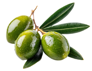 Three glossy green olives with water droplets on a branch