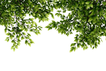 Lush green leaves forming an overhead canopy against black