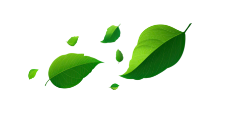 Bright green leaves with defined veins on black background