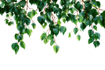 Lush green leaves hanging from branches, isolated on black