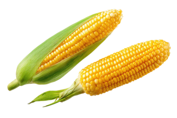 Two ripe ears of yellow corn with green husks, isolated