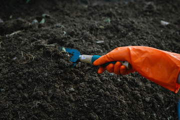 A person wearing orange gloves uses a small gardening tool to dig and prepare soil for planting in...