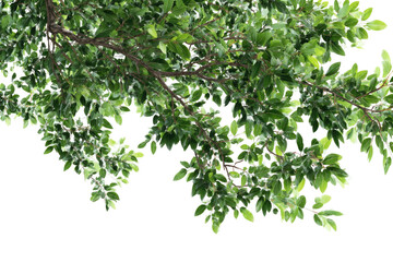 Overhead tree branches with green leaves, against black background