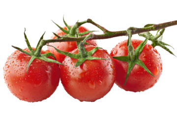 Juicy, ripe cherry tomatoes glistening with water droplets on a vine