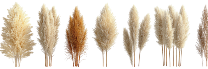 Assortment of dried fluffy plume grass stalks on black