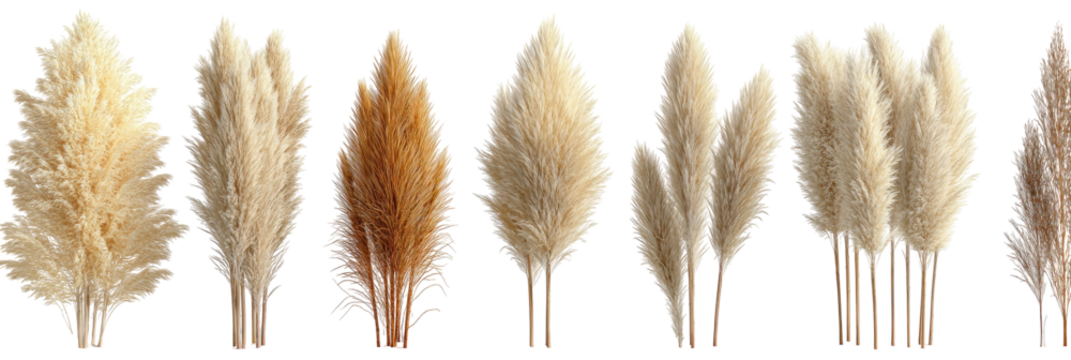 Assortment of dried fluffy plume grass stalks on black
