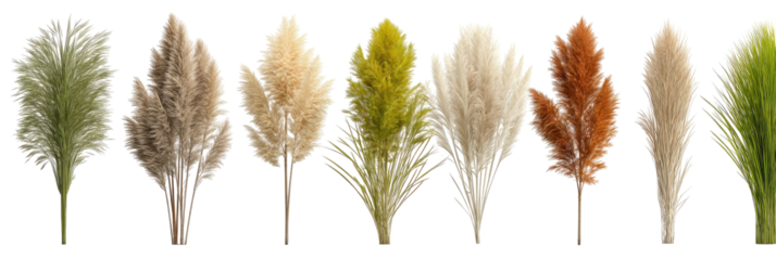 Seven decorative dried grass plumes in various natural colors