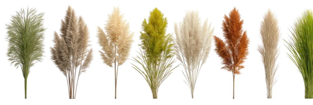 Seven decorative dried grass plumes in various natural colors