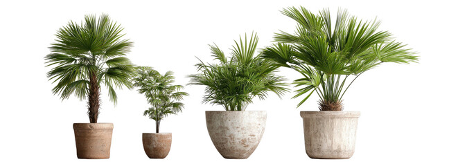 Potted palm plants of varying sizes on a transparent background