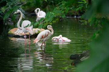 The Flamingos at the Zoo