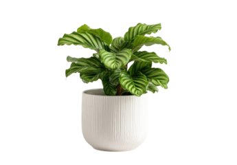 Striking patterned foliage plant in a textured white pot