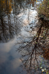 still water reflecting leafless trees at late autumn background