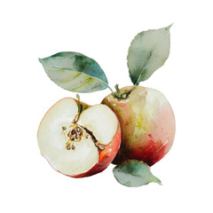 Watercolor painting of two apples, one halved, with leaves