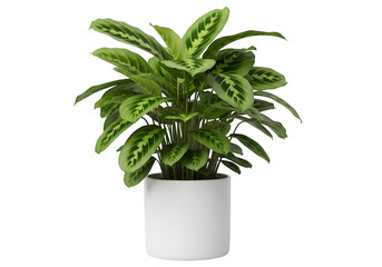 Obraz premium Green leafy houseplant with multiple stems in white ceramic pot displaying lush foliage growth, isolated on white or transparent background. PNG
