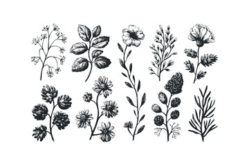 Collection of hand drawn botanical elements for graphic applications