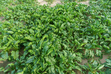 Fototapeta premium Cultivation of sugar beet for the production of sugar and feed for cattle. Organic farming.