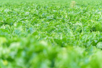 Sugar beet grows in rows on plantations. Agricultural industry. Beet cultivation for sugar production.