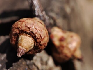 acorn on the branch