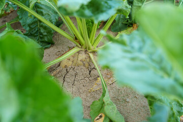 Sugar beet root crop in the ground close-up. Agricultural industry. Beet cultivation for sugar production.