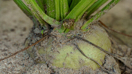 Sugar beet root crop in the ground close-up. Agricultural industry. Beet cultivation for sugar production.