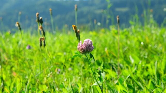 Red Clover Trifolium pratense in Slow Motion on an Alpine Meadow