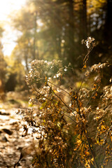 autumn in the forest