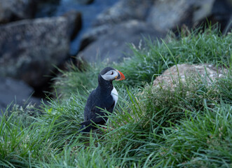 Atlantic puffin on rocks in Iceland