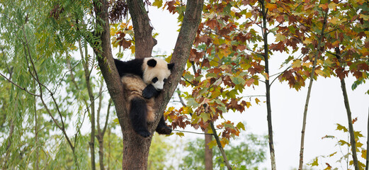 Obraz premium One giant panda baby sleeping on the tree