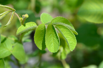 Hybrid gallic rose leaves - Latin name - Rosa galica Versicolor