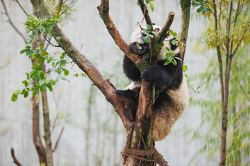 One giant panda baby sleeping on the tree