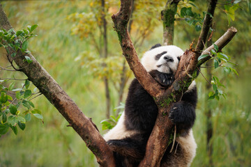 One giant panda baby sleeping on the tree