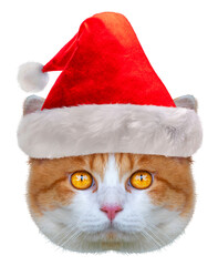 Orange Cat wearing Red Santa hat with a fluffy white trim and pom-pom ideal for a Christmas party...