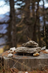 stump in the forest