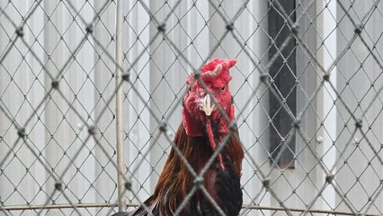 A Thai fighting rooster with a red comb, rough skin, and glossy brown feathers standing in a chicken coop, showing the distinctive features of native Thai game fowl. Close-up of a chicken's face. © Kawee