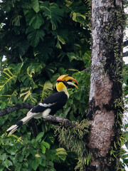 A vibrant hornbill rests on a branch amidst lush greenery in Koh Chang, Thailand. This striking bird showcases its unique yellow and black plumage, a symbol of tropical biodiversity.