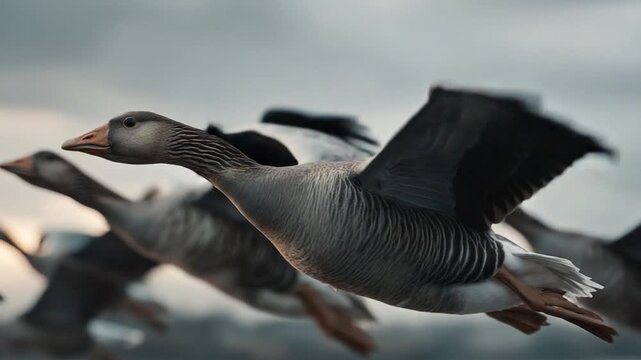 Flock of geese soaring through the sky during the daytime