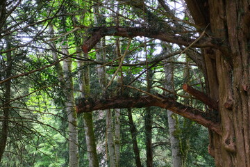 tree in the woods