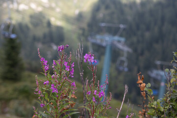 piante selvatiche in primo piano, con piccoli fiori color magenta, di giorno, in autunno, in un ambiente naturale di montagna in alta quota, in Italia