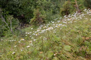 dettagli di un pendio erboso e verde pieno di fiori bianchi selvatici, di giorno, in autunno, in un ambiente naturale di montagna in Italia