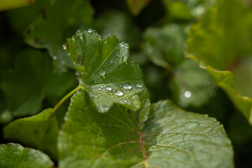 vista macro di gocce d'acqua sulla superficie di una foglia verde di una pianta selvatica, di giorno, in un ambiente naturale