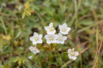 vista macro di una pianta con fiori bianchi, in un campo, in un ambiente naturale di montagna, di giorno, in autunno