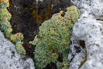 vista macro di esemplari di piante di Sassifraga (Saxifraga crustata) tra le rocce di un ambiente naturale di montagna nel nord Italia, di giorno, in autunno