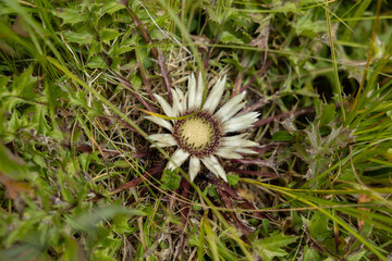 vista macro di un esemplare di pianta floreale di Carlina bianca (Carlina acaulis) selvatica, in un ambiente naturale e verde, di giorno, in autunno