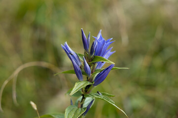 vista macro di una pianta con fiori color viola in primo piano, in un ambiente naturale verde, di giorno, in autunno